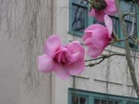 Magnolia de Campbell