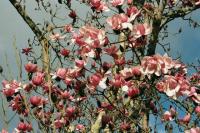 Magnolia de Campbell