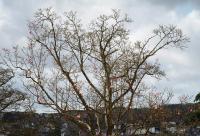 Magnolia de Campbell