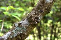 Magnolia de Campbell