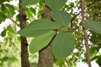 Magnolia de Campbell