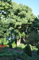 Magnolia de Campbell