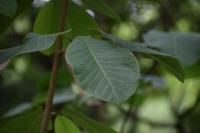 Magnolia de Campbell