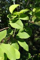 Magnolia de Campbell