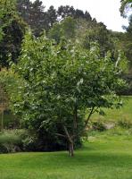 Magnolia de Campbell