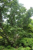 Magnolia de Campbell