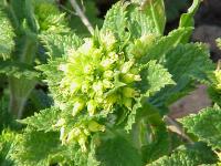 Scrofulaire aquatique