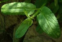 Scrofulaire aquatique