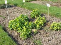 Scrofulaire aquatique