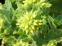 Scrofulaire aquatique