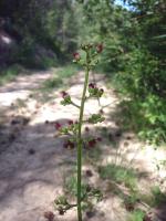 Scrofulaire aquatique