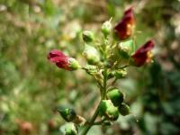 Scrofulaire aquatique