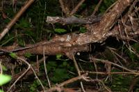 Physocarpe &agrave; boules