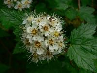 Physocarpe &agrave; boules