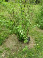 Physocarpe &agrave; boules