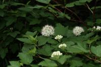 Physocarpe &agrave; boules