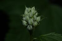 Physocarpe &agrave; boules