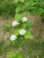 Physocarpe &agrave; boules