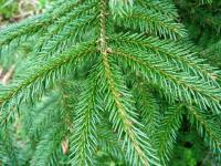 &Eacute;pic&eacute;a d'Orient