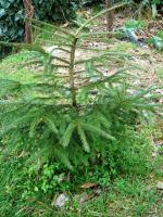 &Eacute;pic&eacute;a d'Orient