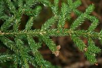 &Eacute;pic&eacute;a d'Orient