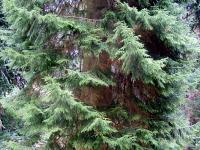 &Eacute;pic&eacute;a d'Orient