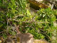 Pilostegia fausse viorne