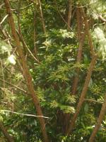 Pilostegia fausse viorne