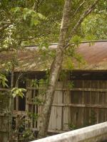 Pilostegia fausse viorne