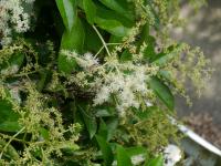 Pilostegia fausse viorne