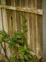 Pilostegia fausse viorne