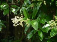 Pilostegia fausse viorne