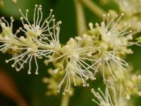 Pilostegia fausse viorne