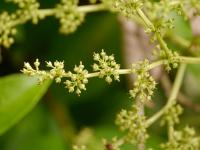 Pilostegia fausse viorne