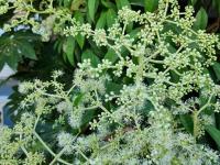 Pilostegia fausse viorne