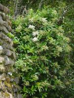 Pilostegia fausse viorne