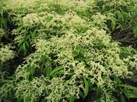 Pilostegia fausse viorne