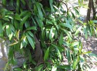 Pilostegia fausse viorne