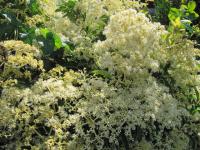 Pilostegia fausse viorne