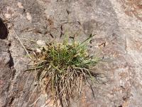 Sesl&eacute;rie bleue