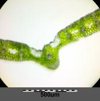 Sesl&eacute;rie bleue