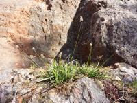 Sesl&eacute;rie bleue