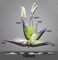 Sesl&eacute;rie bleue