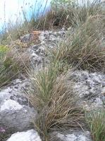 Sesl&eacute;rie bleue