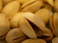 Pistachier commun