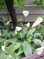 Spathiphyllum cochlearispathum