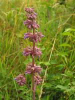 Sauge verticill&eacute;e