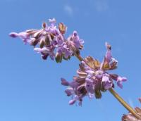 Sauge verticill&eacute;e