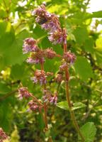 Sauge verticill&eacute;e