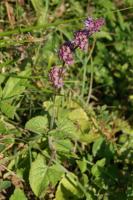 Sauge verticill&eacute;e